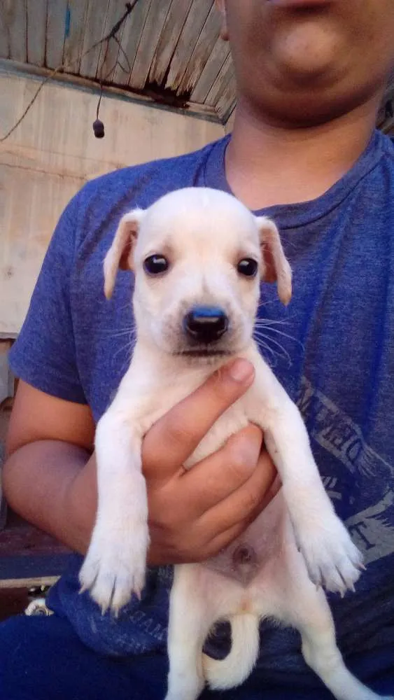 Cachorro ra a Vira-lata idade 2 a 6 meses nome Robin, rex e ted