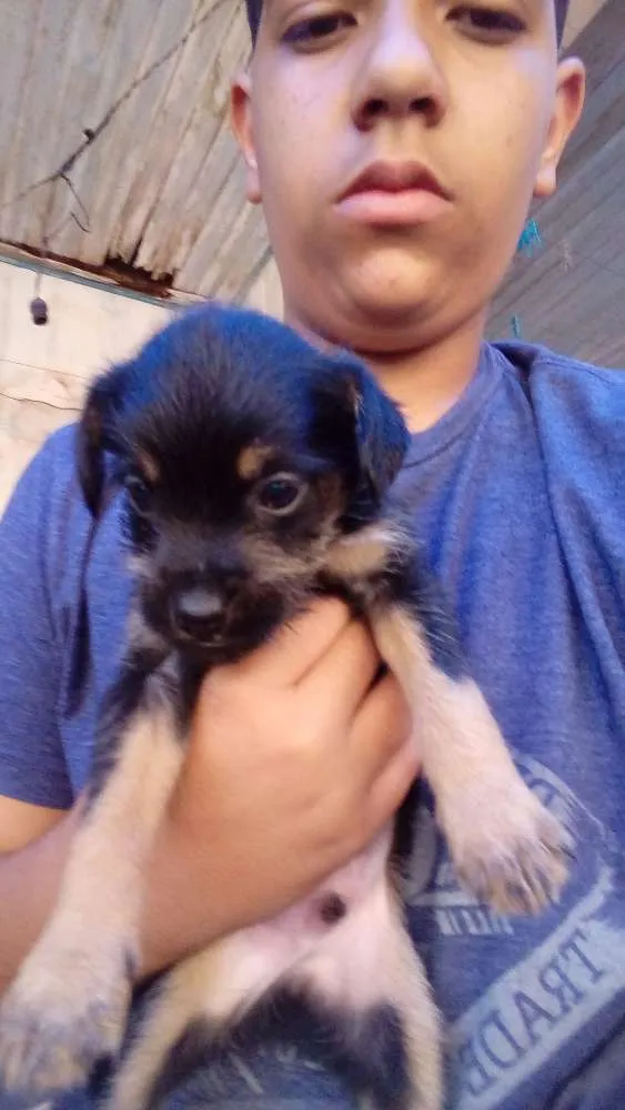 Cachorro ra a Vira-lata idade 2 a 6 meses nome Robin, rex e ted