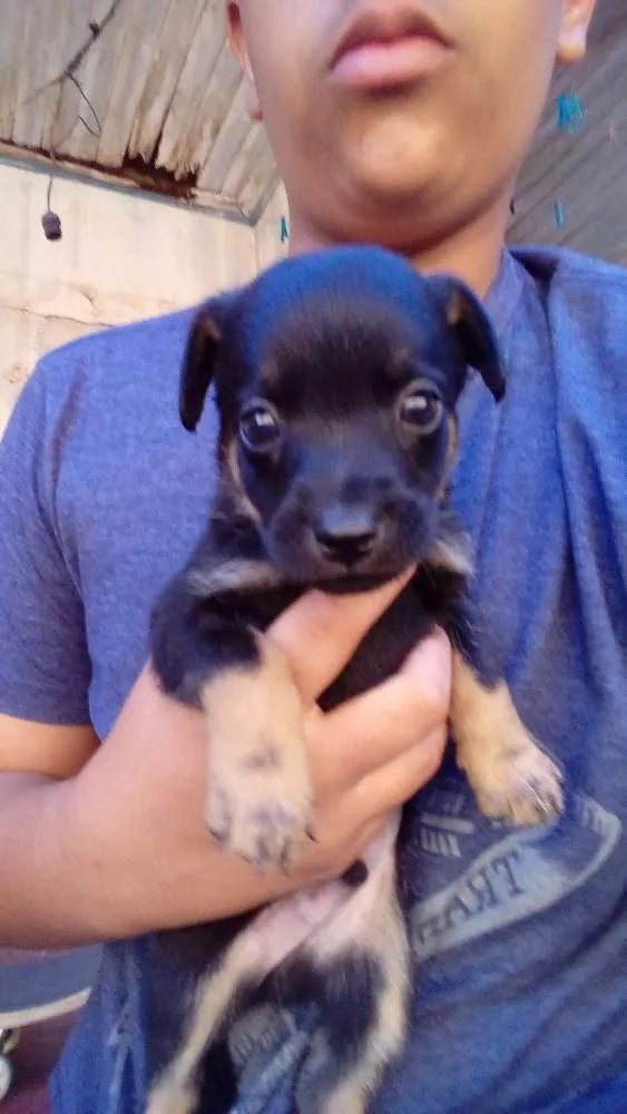 Cachorro ra a Vira-lata idade 2 a 6 meses nome Robin, rex e ted