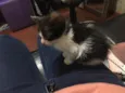 gatinho