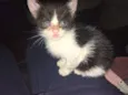 gatinho