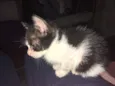gatinho