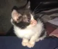 gatinho