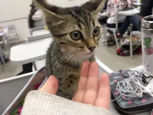 Gato raça - idade 2 a 6 meses nome -