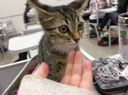 Gato raça - idade 2 a 6 meses nome -