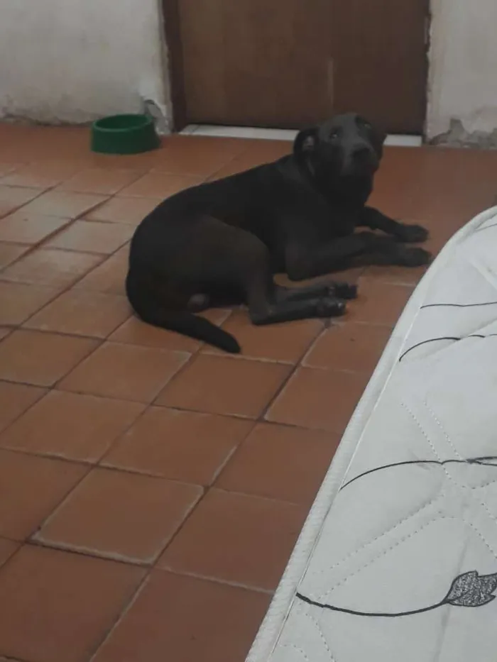 Cachorro ra a Pitbul com viralata idade 7 a 11 meses nome Bolt