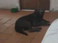 Bolt