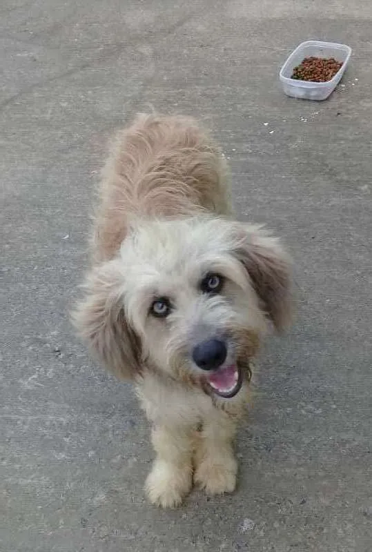 Cachorro raça SRD idade 1 ano nome Vanuza