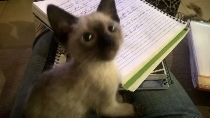 Gato ra a Não definida  idade 2 a 6 meses nome Não tem 