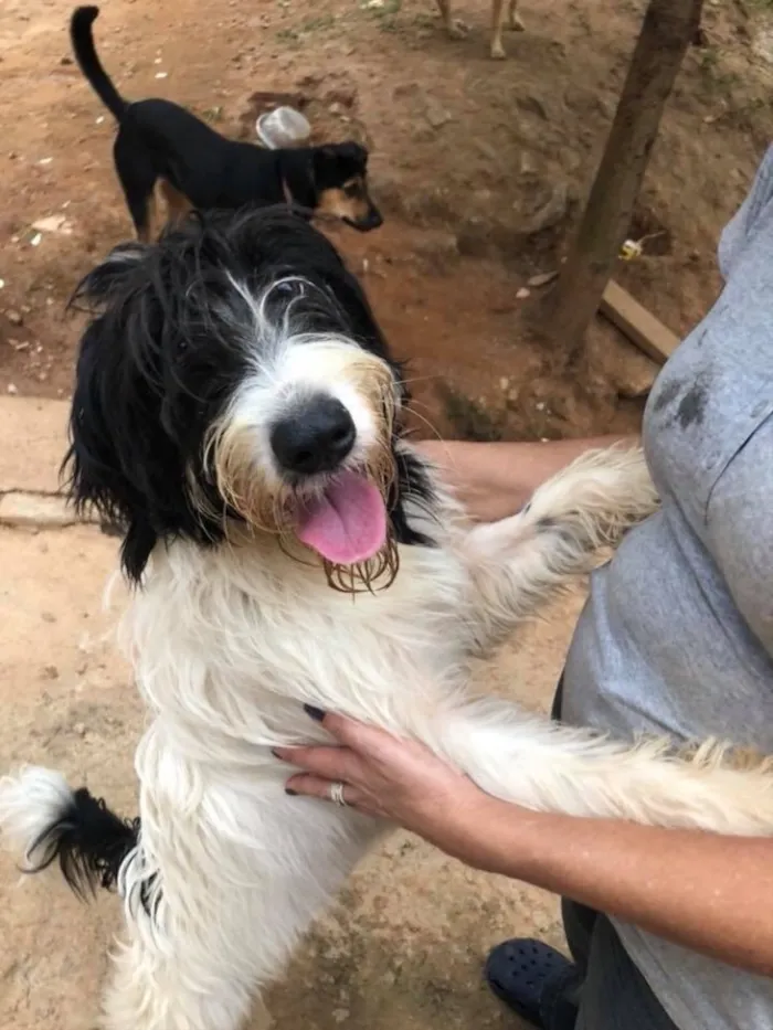 Cachorro ra a SRD idade  nome Bianca