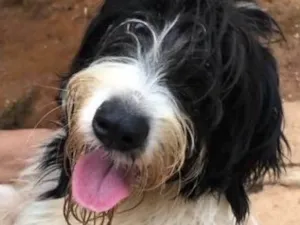 Cachorro raça SRD idade  nome Bianca