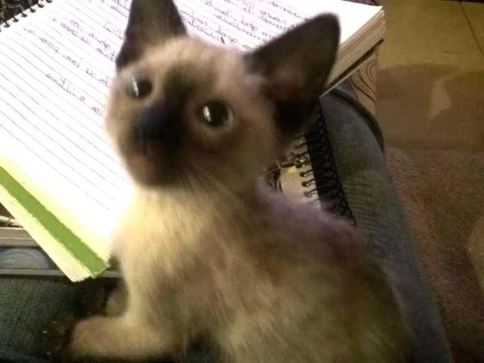 Gato ra a Não definida  idade 2 a 6 meses nome Não tem 