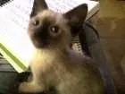 Gato raça Não definida  idade 2 a 6 meses nome Não tem 