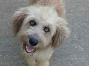 Cachorro raça SRD idade 1 ano nome Vanuza