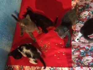 Gato raça Filhotes de gata siamesa idade Abaixo de 2 meses nome Sem nomes