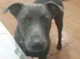 Bolt