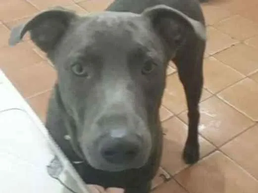 Cachorro ra a Pitbul com viralata idade 7 a 11 meses nome Bolt