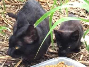 Gato raça Sem raça  idade 2 a 6 meses nome Nao sei
