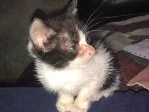 Gato raça indefinida  idade 2 a 6 meses nome gatinho