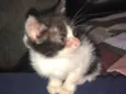 gatinho