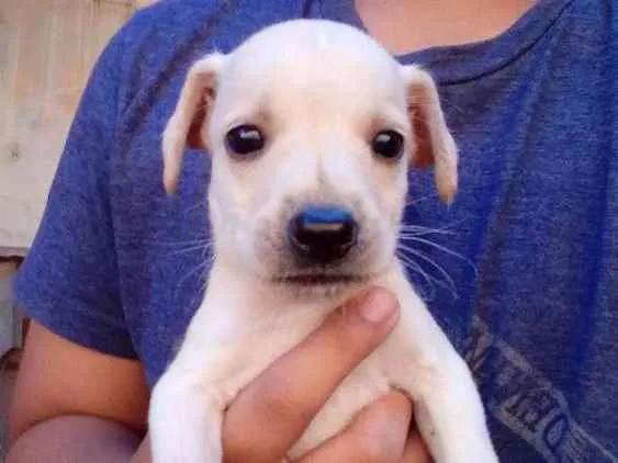 Cachorro ra a Vira-lata idade 2 a 6 meses nome Robin, rex e ted