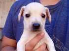 Cachorro raça Vira-lata idade 2 a 6 meses nome Robin, rex e ted