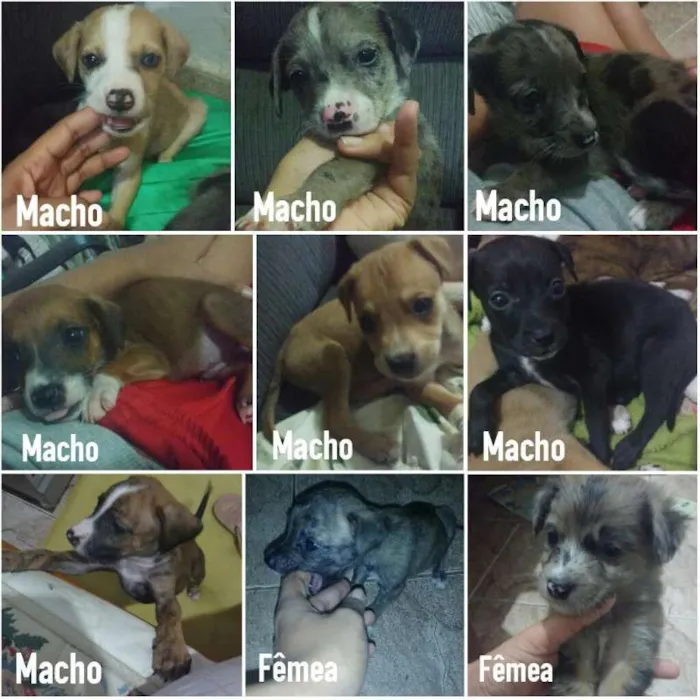 Cachorro ra a vira lata idade Abaixo de 2 meses nome Bebes