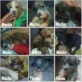 Bebes