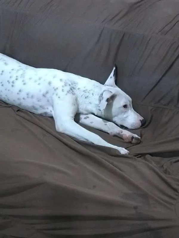 Cachorro ra a Pit-Bull idade 7 a 11 meses nome Ravena