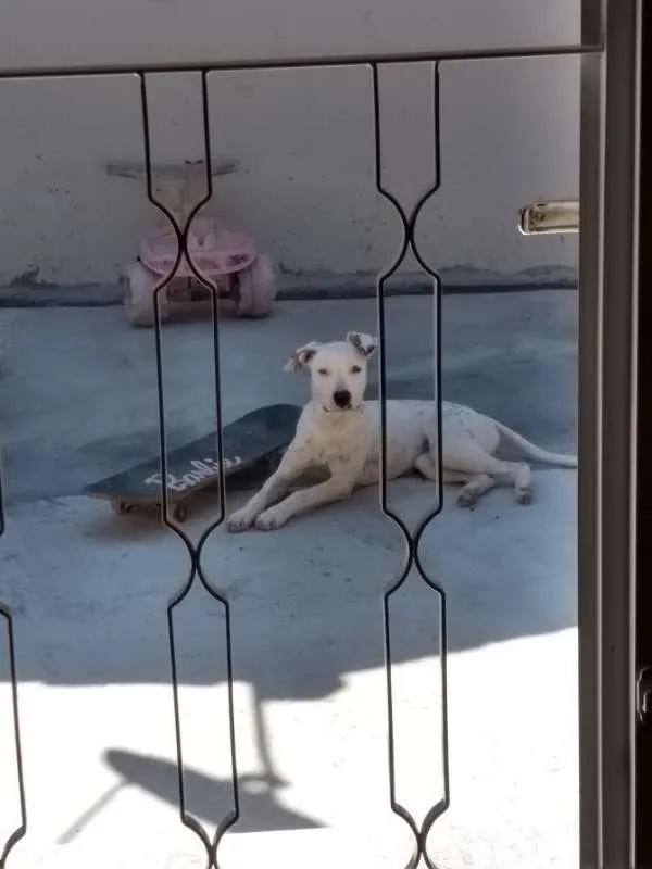 Cachorro ra a Pit-Bull idade 7 a 11 meses nome Ravena