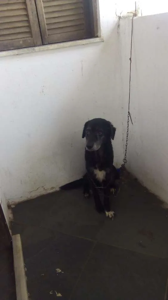 Cachorro raça Vira-lata idade 5 anos nome Bethoven