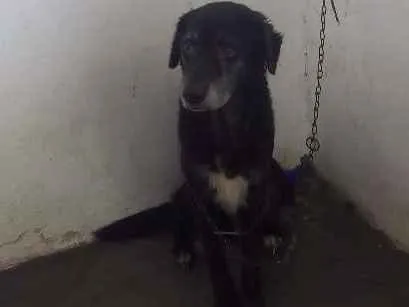 Cachorro raça Vira-lata idade 5 anos nome Bethoven