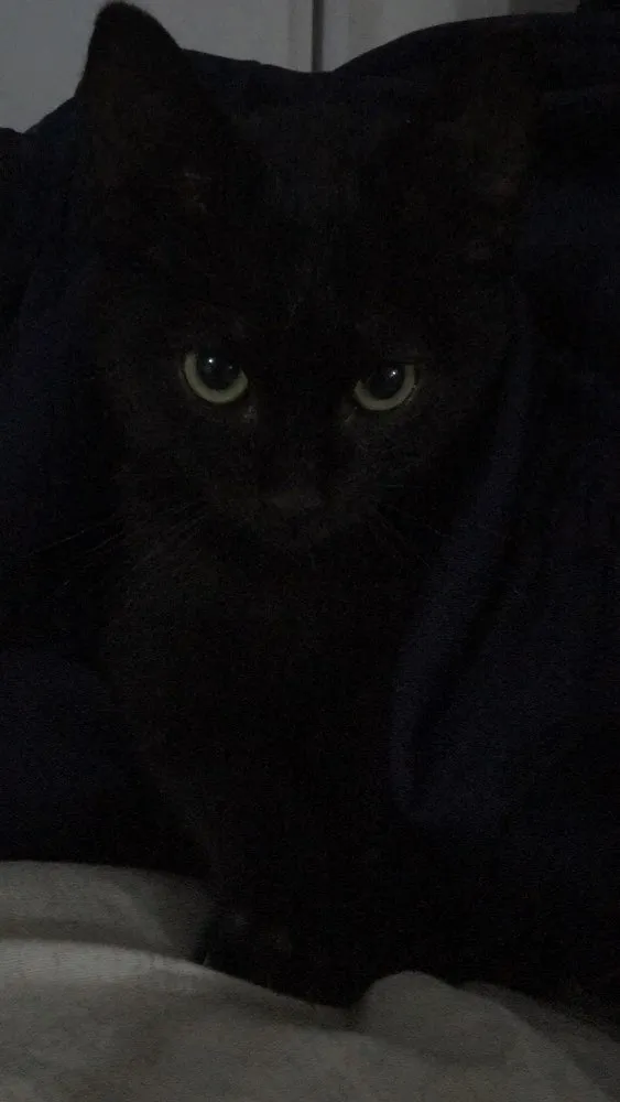 Gato ra a Vira-lata idade Abaixo de 2 meses nome Burgão