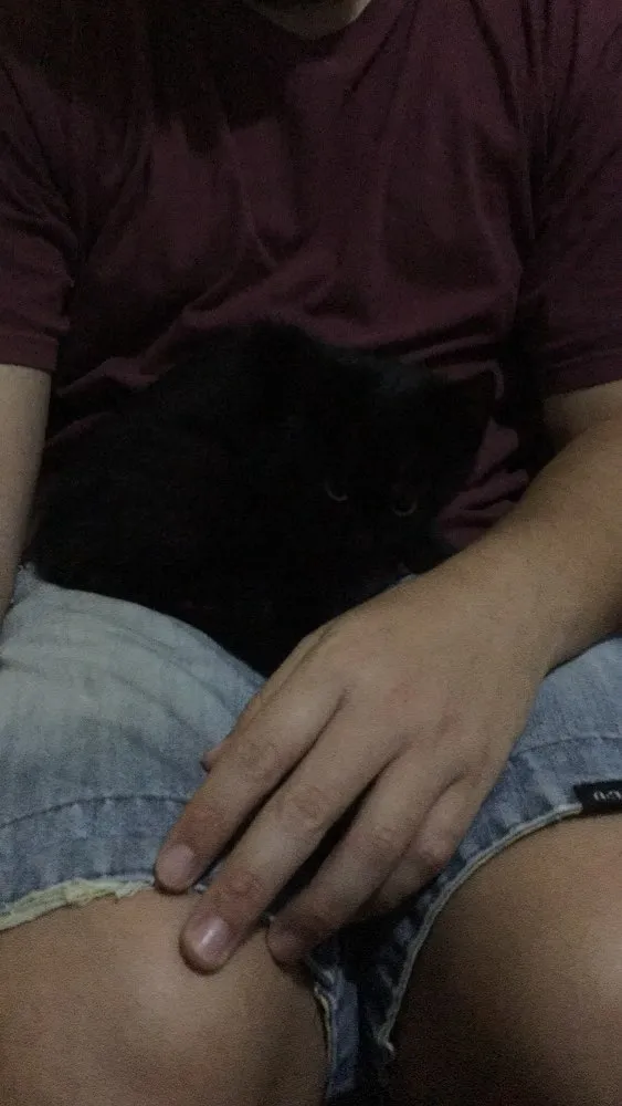 Gato ra a Vira-lata idade Abaixo de 2 meses nome Burgão