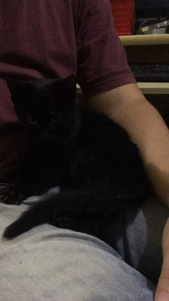 Gato ra a Vira-lata idade Abaixo de 2 meses nome Burgão