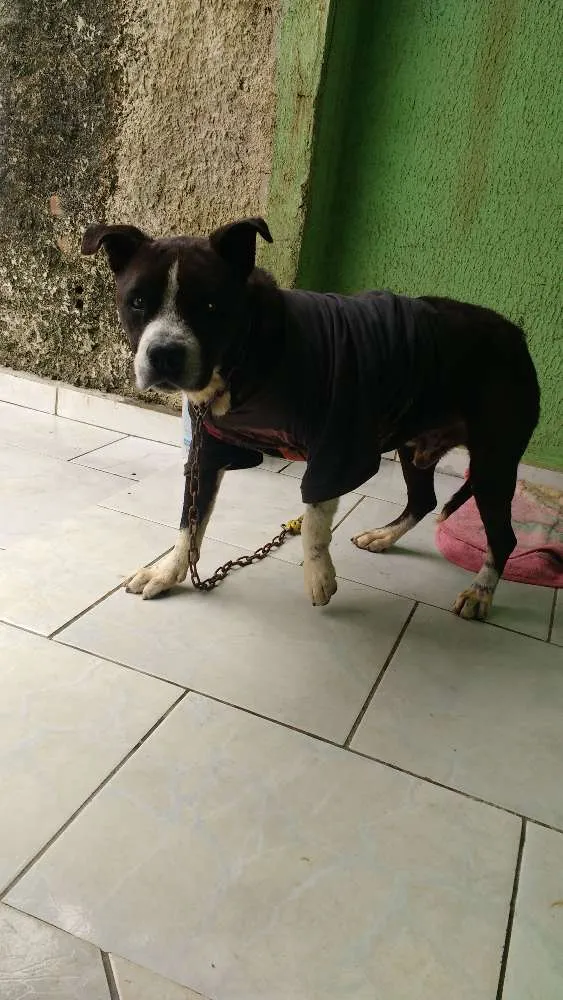 Cachorro ra a Não sei idade  nome Thor