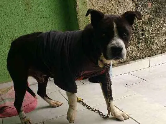 Cachorro ra a Não sei idade  nome Thor