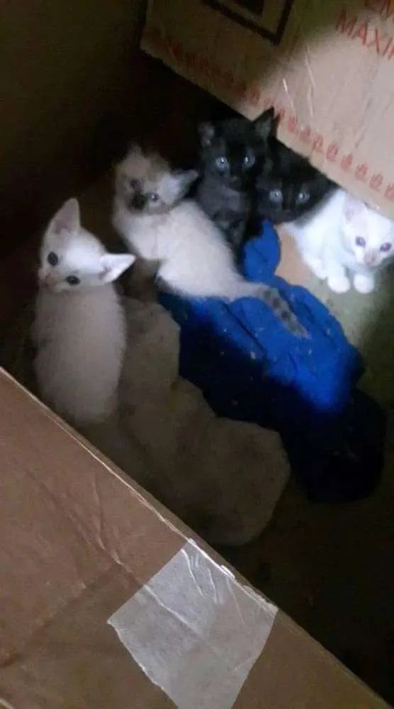 Gato ra a Não definido idade Abaixo de 2 meses nome São filhotes