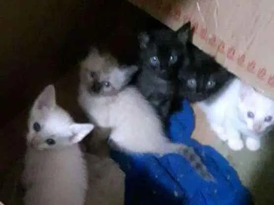 Gato ra a Não definido idade Abaixo de 2 meses nome São filhotes