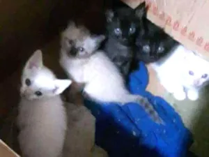 Gato raça Não definido idade Abaixo de 2 meses nome São filhotes