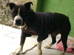 Cachorro raça Não sei idade  nome Thor