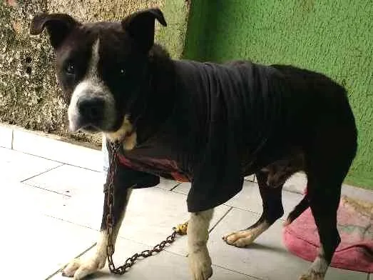 Cachorro ra a Não sei idade  nome Thor