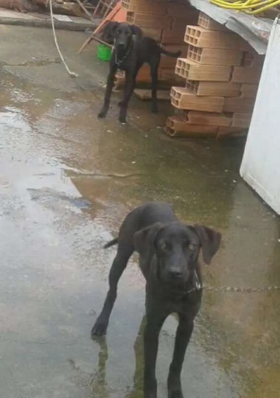 Cachorro ra a  idade 7 a 11 meses nome Aika e Derard