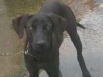 Cachorro ra a  idade 7 a 11 meses nome Aika e Derard
