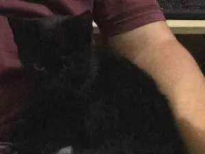 Gato raça Vira-lata idade Abaixo de 2 meses nome Burgão