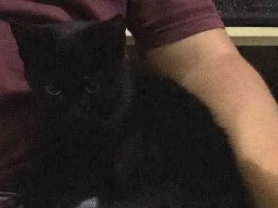 Gato ra a Vira-lata idade Abaixo de 2 meses nome Burgão
