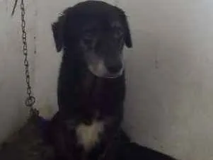 Cachorro raça Vira-lata idade 5 anos nome Bethoven