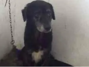 Cachorro raça Vira-lata idade 5 anos nome Bethoven