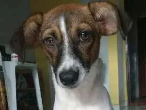 Cachorro raça Vira lata idade 1 ano nome Açucena