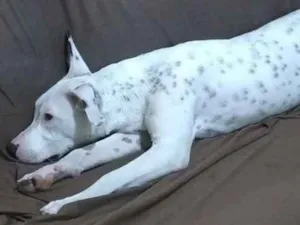 Cachorro raça Pit-Bull idade 7 a 11 meses nome Ravena